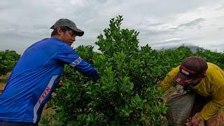 HINDI NAMIN NATALASAN ANG MGA KAMATIS