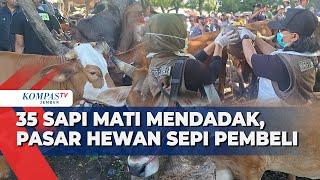 Harga Sapi Anjlok 40%! Satgas PMK Sidak Pasar Hewan Situbondo