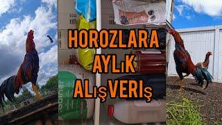 Horozları nasıl besliyorum / Horozların aylık yem masrafları