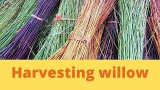 Harvesting willow for basket making. One year coppicing. Harvesting by hand.