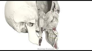 Bony nasal cavity | Cavitas nasalis ossea