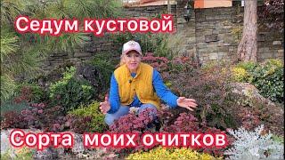 Растение для сада малого ухода.Седум кустовой gardening in Ukraine