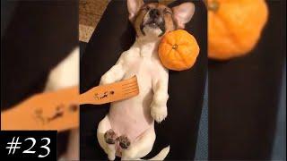 Super New Jack Russell Terrier  Video | Funny & Cute Dogs Compilation