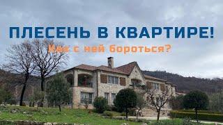 ПЛЕСЕНЬ В КВАРТИРЕ! Как с ней бороться?