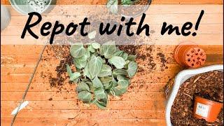 Repot with me! | Variegated Syngonium | Monstera siltepecana | Bantel's Sensation Sansevieria