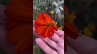 APPRECIATING THE BEAUTY OF COSMOS FLOWERS #gardeningmakesmehappy #gardeningvideos #gardenanswer