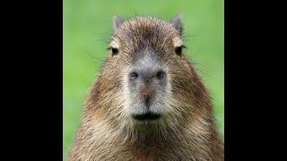 I am not a king, I am not a god, I am capybara.