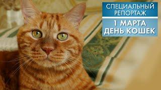 1 марта: День кошек | Специальный репортаж (2021)