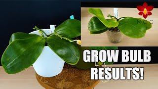 Phalaenopsis Orchids under Gemma Grow Bulbs - Results & Updates!