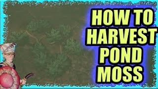 How To Get The Pond Moss In Grounded | Where Is The Pond Moss