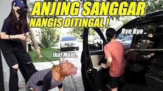 ANJING PITBULL HEWIE YANG LUCU NANGIS  DITINGGAL PERGI PEMILIKNYA | FUNNY DOGS VIDEOS #hewiepitbull