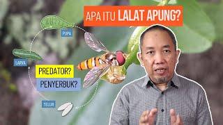 BIOLOGI LALAT APUNG, PREDATOR KUTU AFID YANG HANDAL