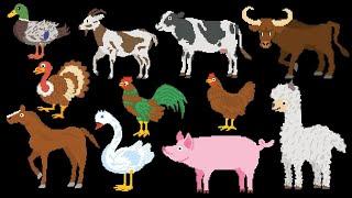 Pet and Farm Animals 1   Turkey, Cow, Horse, Duck   Smart Kids Pedia