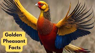 Interesting Facts about the Golden Pheasant