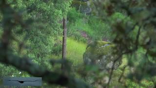 WILDASLIFE NATURE FILM   Iberian Lynx 1st glimpse and footage