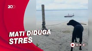 Heboh! Anjing di Pulau Banyak Aceh Mati Usai Diusir, Satpol PP Buka Suara