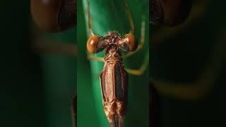 EXTREME Insect Macro Close-up #47 - (macro photography | Sony a7iii /Laowa 60mm f2.8) #shorts