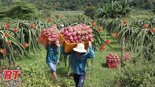 MODERN AGRICULTURE OF DRAGONS FRUITING ALL YEARS WITHOUT KNOWING SEASONS IN VIETNAM