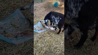 THAT’S your MOM #raisingbabygoats #cuteanimalvideos #goatdairyfarm #littleanimals #goatfarm #farming