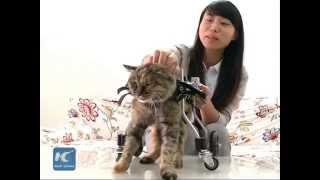 Disabled cat walks with wheelchair in SW China