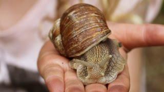 L'escargot Anglais. The best edible snails prepared in Herefordshire