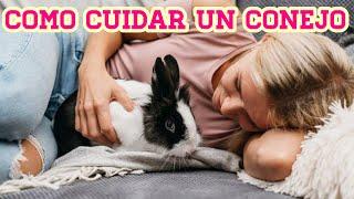 ¿Cómo cuidar a un conejo?/ Guía completa