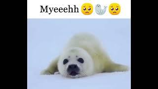 Seal PLUH ️ ️  