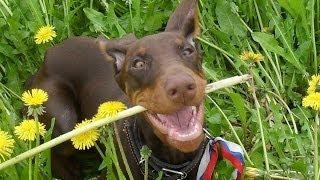 Погиб доберман... Dobermann was lost...