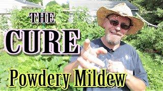 The BEST Way to Stop Powdery Mildew