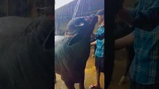 Vaishnav dairy farm #buffalow #lover #farming #animals #tranding #shorts @Vaishnavdairyfarm_9