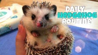 Hedgehog Care: Daily Hedgehog Routine