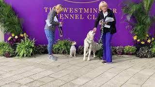 Westminster Kennel Club dog show 2024 Masters Obedience Championship