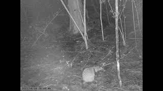 Pooping Japanese Raccoon Dog Meets a Flying Bat in the Darkness