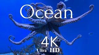 Suların Gizemi 4K Sualtı Dünyası keşfi Rahatlatıcı Müzik, balık ve mavi deniz 4K UHD