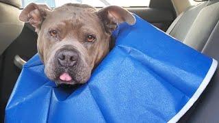 My Pitbull's Surgery Day