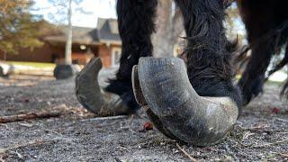 RESCUE Pony Hoof TRIM