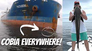 Catching COBIA (Ling) Around HUGE Anchored Container Ships | EVERY CAST!!