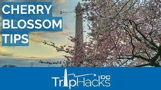 Washington DC Cherry Blossom Tips