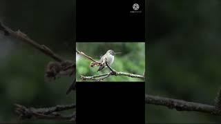 HUMMINGBIRD #BEAUTIFULBIRD#COLOURFULBIRD#shorts#MOJOJOJO REACTION #