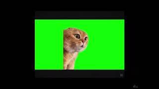 green screen talking cat