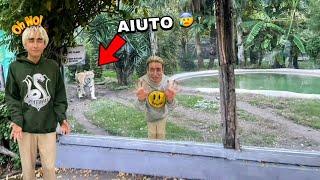 AIUTO! ANTO ANTO È INTRAPPOLATO NELLA GABBIA DELLA TIGRE ALLO ZOO!! *terrificante*