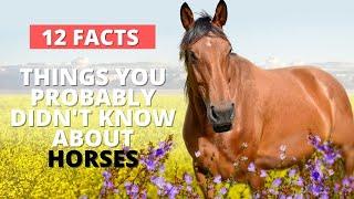 Horses | 12 Interesting Facts About Horses | Things You Probably Didn't Know about Horses