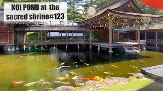 Sacred shrine koi pond(Kobuchizawa, Yamanashi, Japan)