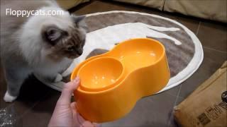 Ragdoll Cats Receive Pet Pet Studios BOB Pet Bowl Stand - ラグドール - Floppycats