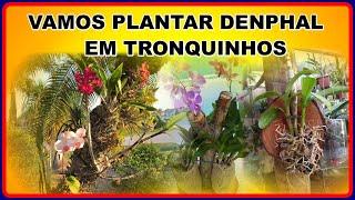 AGORA VAMOS PLANTAR DENPHAL EM TRONQUINHO  ( PARTE 1 )