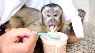 Baby Monkey Eats an Oatmeal Breakfast!