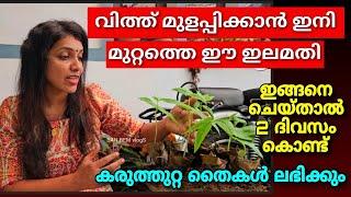 വിത്ത് മുളപ്പിക്കാൻ വീട്ടുമുറ്റത്തെ ഈ ഇലമതി|2 ദിവസത്തിൽകരുത്തുള്ള തൈകൾകിട്ടും| Easy seed germination