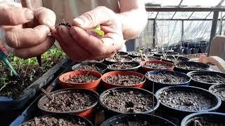 Tagetes pikieren: Das beliebte Schneckenfutter das in keinem Garten fehlen sollte