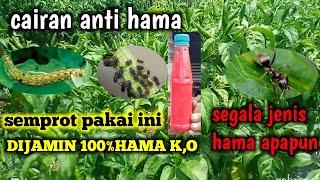 ini paling dicari jangankan hama kecil ayampun tak brani dekat takut racun ini