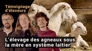 L’élevage des agneaux sous la mère en système laitier : témoignages d’éleveurs